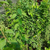 Ligustrum japonicum (Японски лигуструм)