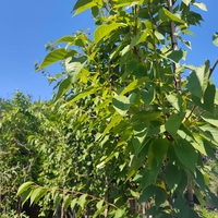 Prunus serrulata 'Kanzan' (Японска декоративна вишна 'Kanzan')