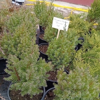 Juniperus chinensis Stricta