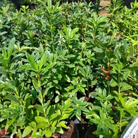Azalea 'Fireball'