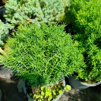 Thuja occidentalis 'Teddy'