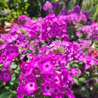 Phlox paniculata (Градински флокс)