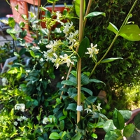 Trachelospermum jasminoides (Звездовиден жасмин)