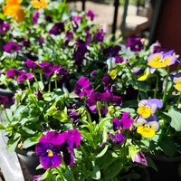 Viola × wittrockiana (Градинска теменужка)