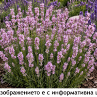 Lavandula angustifolia 'Rosea' (Лавандула 'Rosea')