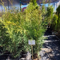 Thuja occidentalis Brabant