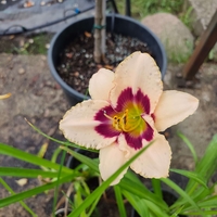 Hemerocallis