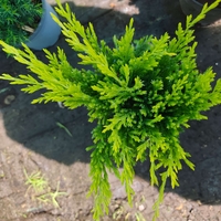 Juniperus × media 'King of Spring'