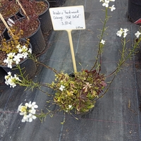 Arabis ferdinandi-coburgii Old Gold