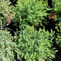 Thuja occidentalis ‘Mr. Bowling Ball’