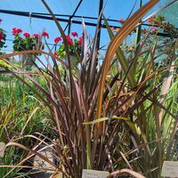 Phormium 'Evening Glow'