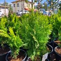 Thuja orientalis ‘Aurea Nana’ (Туя Ауреа Нана)