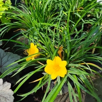 Hemerocallis Mini