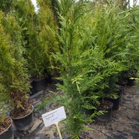 Cupressocyparis leylandii