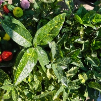 Aucuba japonica (Японска аукуба)