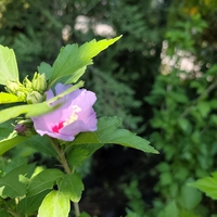 Hibiscus syriacus (Градински хибискус)