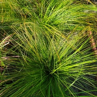 Carex testacea ‘Prairie Fire’