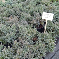 Juniperus squamata Blue Star