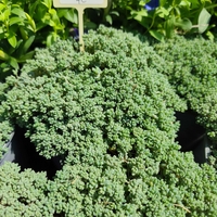 Sedum dasyphyllum (Дребнолистен седум)
