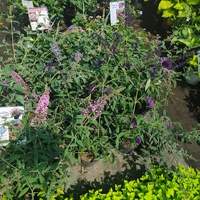 Buddleja davidii (Будлея, Пеперуден храст)