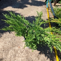 Juniperus horizontalis 'Prostrata'