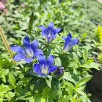 Gentiana 'Luis Big Blue' (Тинтява 'Luis Big Blue')