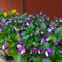 Viola × wittrockiana (Градинска теменужка)