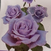 Храстовидна роза на гол корен