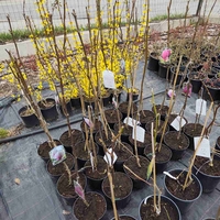 Мagnolia soulangeana Аlexandrina