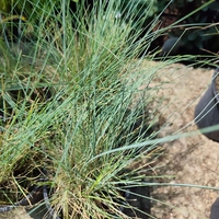 Festuca glauca (Синя власатка)