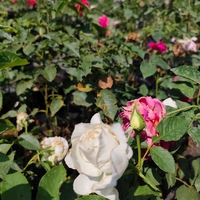 Rosa (Храстовидна роза) МИКС