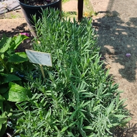 Lavandula angustifolia 'Rosea' (Лавандула 'Rosea')
