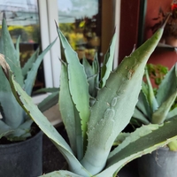 Agave (Агаве)