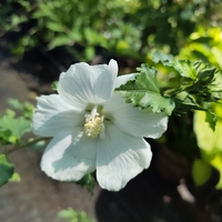 Hibiscus syriacus (Градински хибискус)