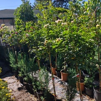 Rosa spp. – щамбова роза (Роза на присадка)