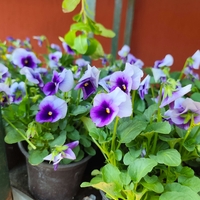 Viola × wittrockiana (Градинска теменужка)