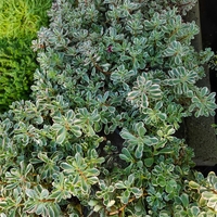Sedum spurium 'Tricolor'
