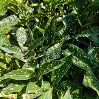 Aucuba japonica (Японска аукуба)
