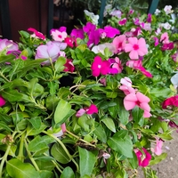 Catharanthus roseus (Едногодишна винка)