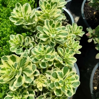 Sedum takesimense 'Atlantis'