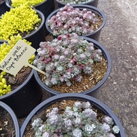 Sedum sp. Cape blanco