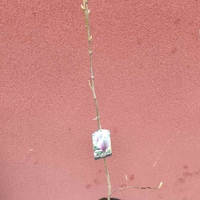 Мagnolia soulangeana Аlexandrina