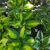 Hosta