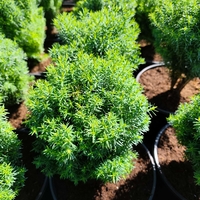 Thuja occidentalis ‘Teddy’ (Туя Теди)