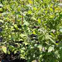 Lonicera caerulea (Майска / Камчатска боровинка)