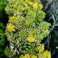 Sedum takesimense 'Atlantis'