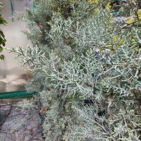 Cupressus arizonica (Аризонски кипарис)