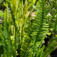 Nephrolepis exaltata (Бостънска папрат)
