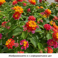 Lantana camara (Лантана)