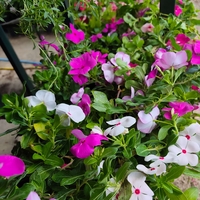 Catharanthus roseus (Едногодишна винка)